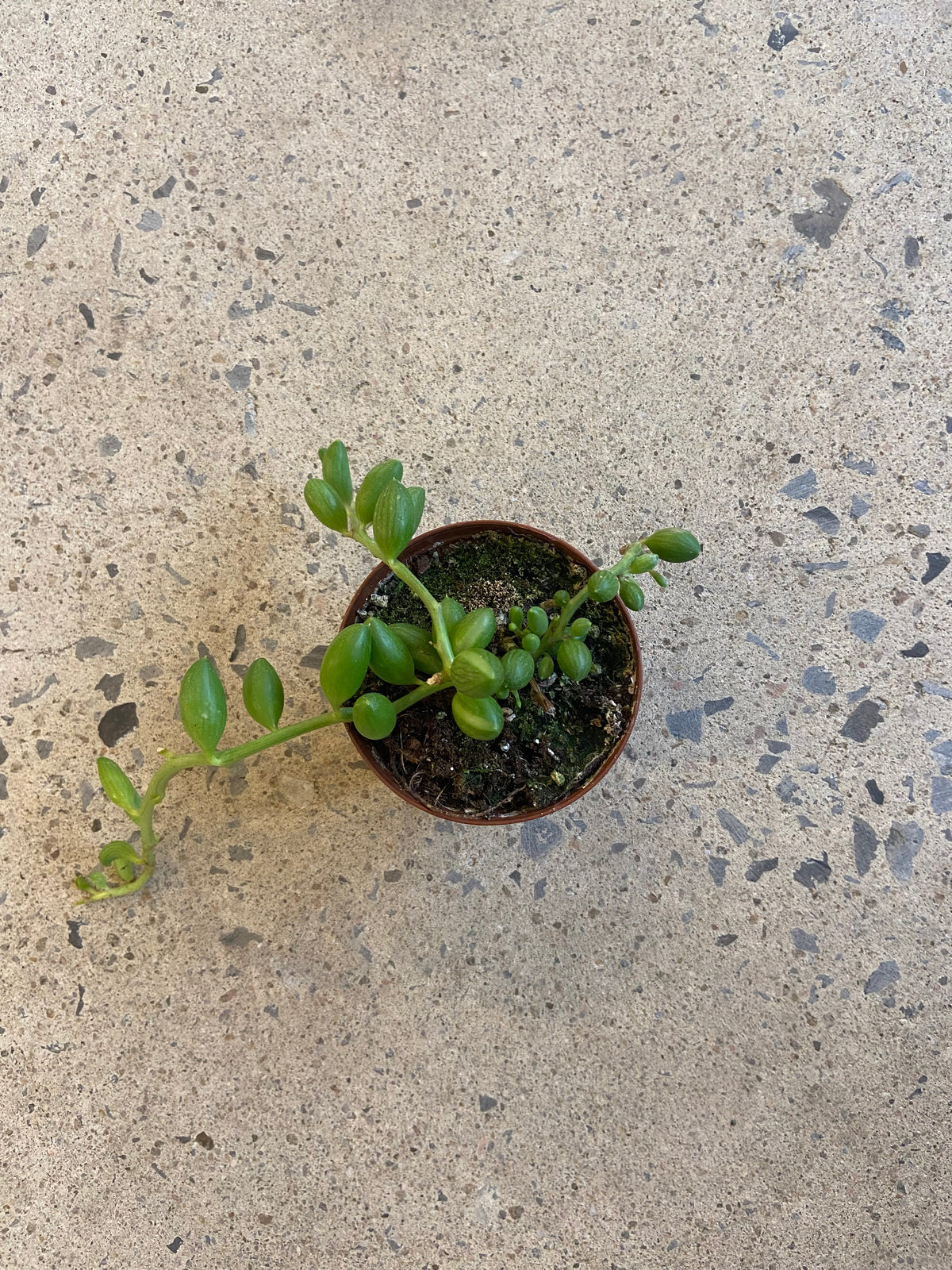 Senecio herreanus « String of Watermelon »