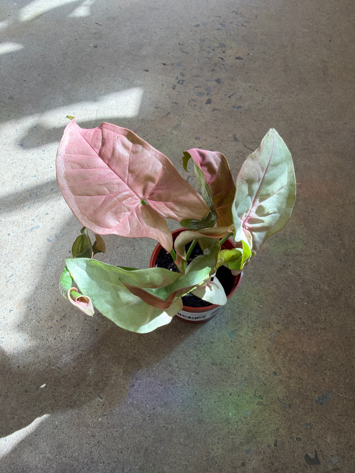 Syngonium podophyllum « Neon Robusta »