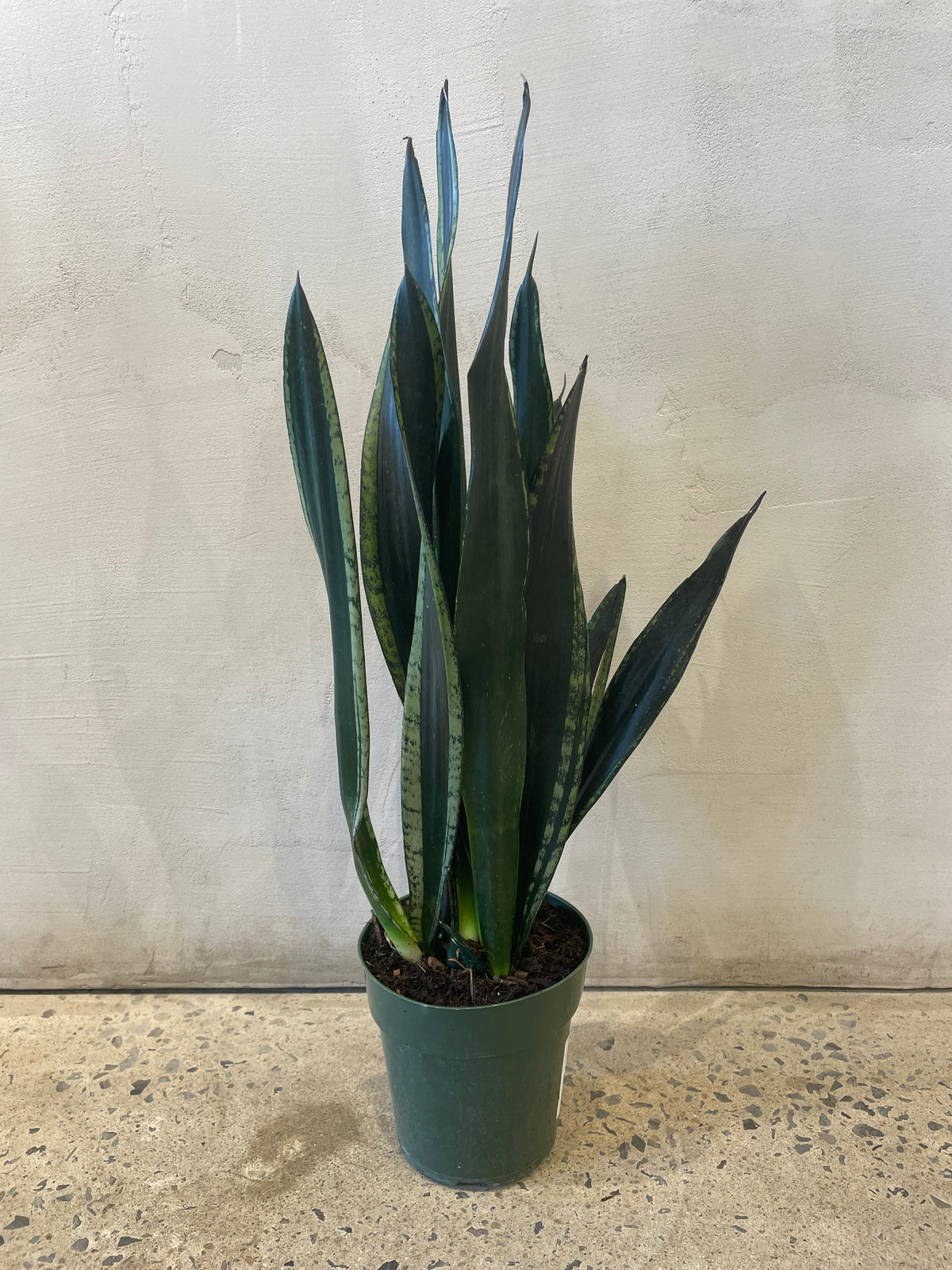 Sansevière Silver Flame