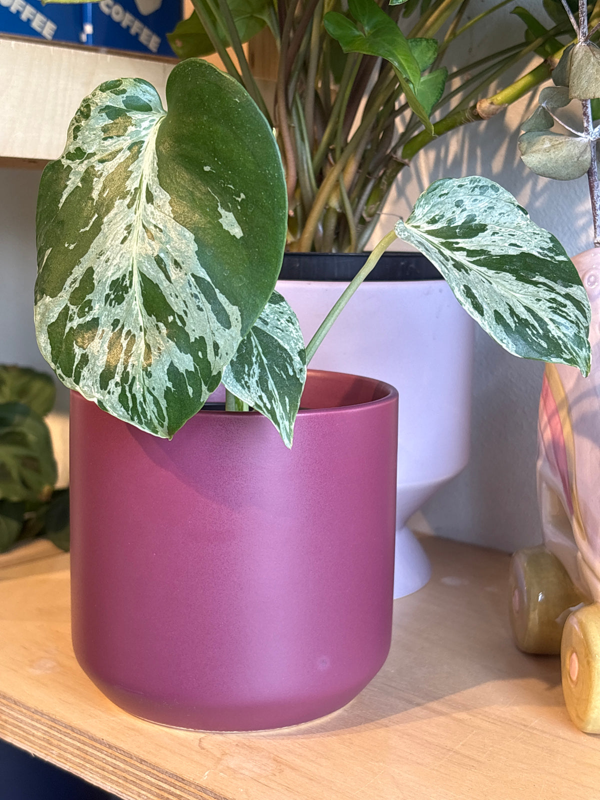 Monstera Bulbasaur