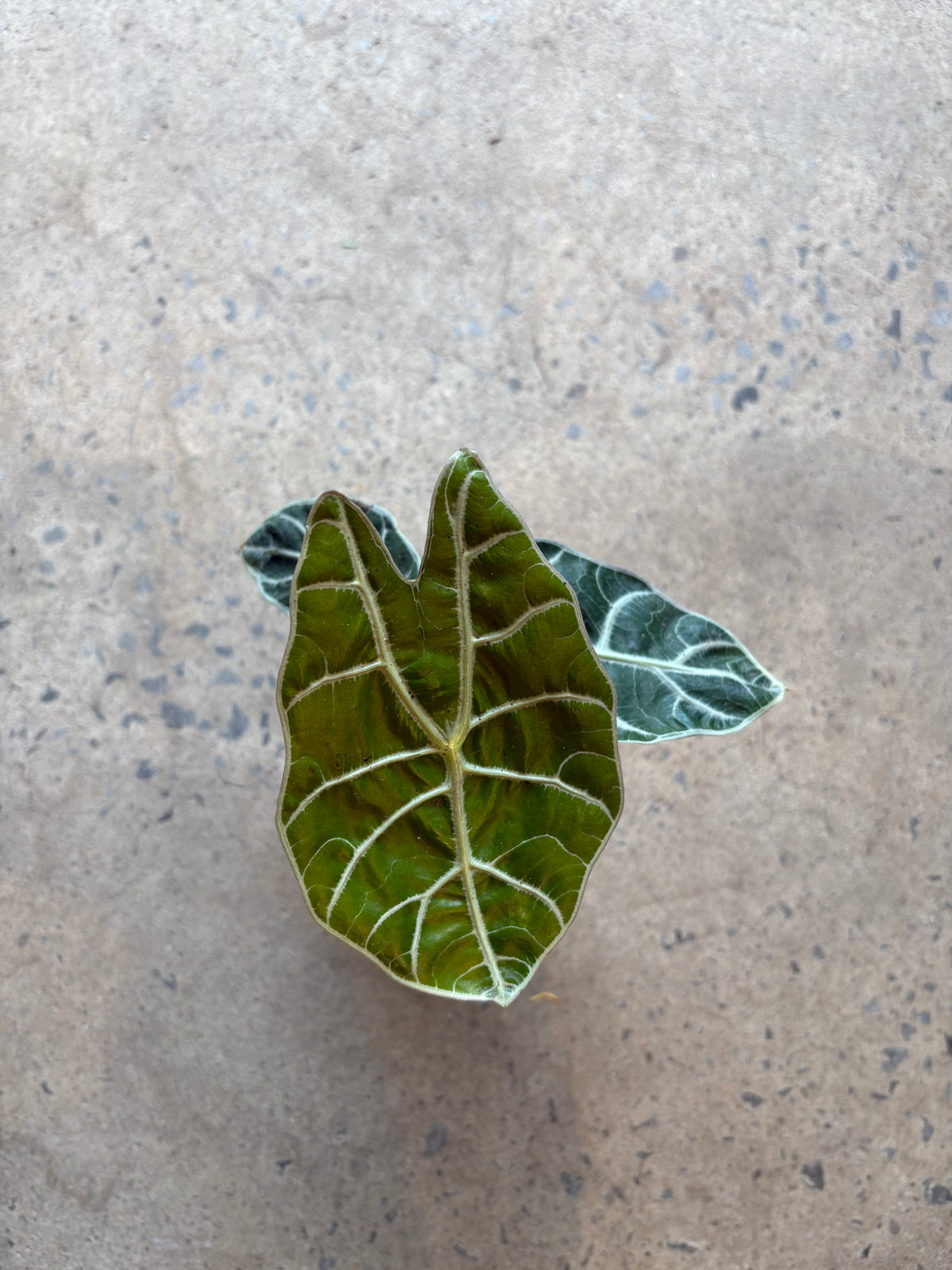 Alocasia Watsoniana
