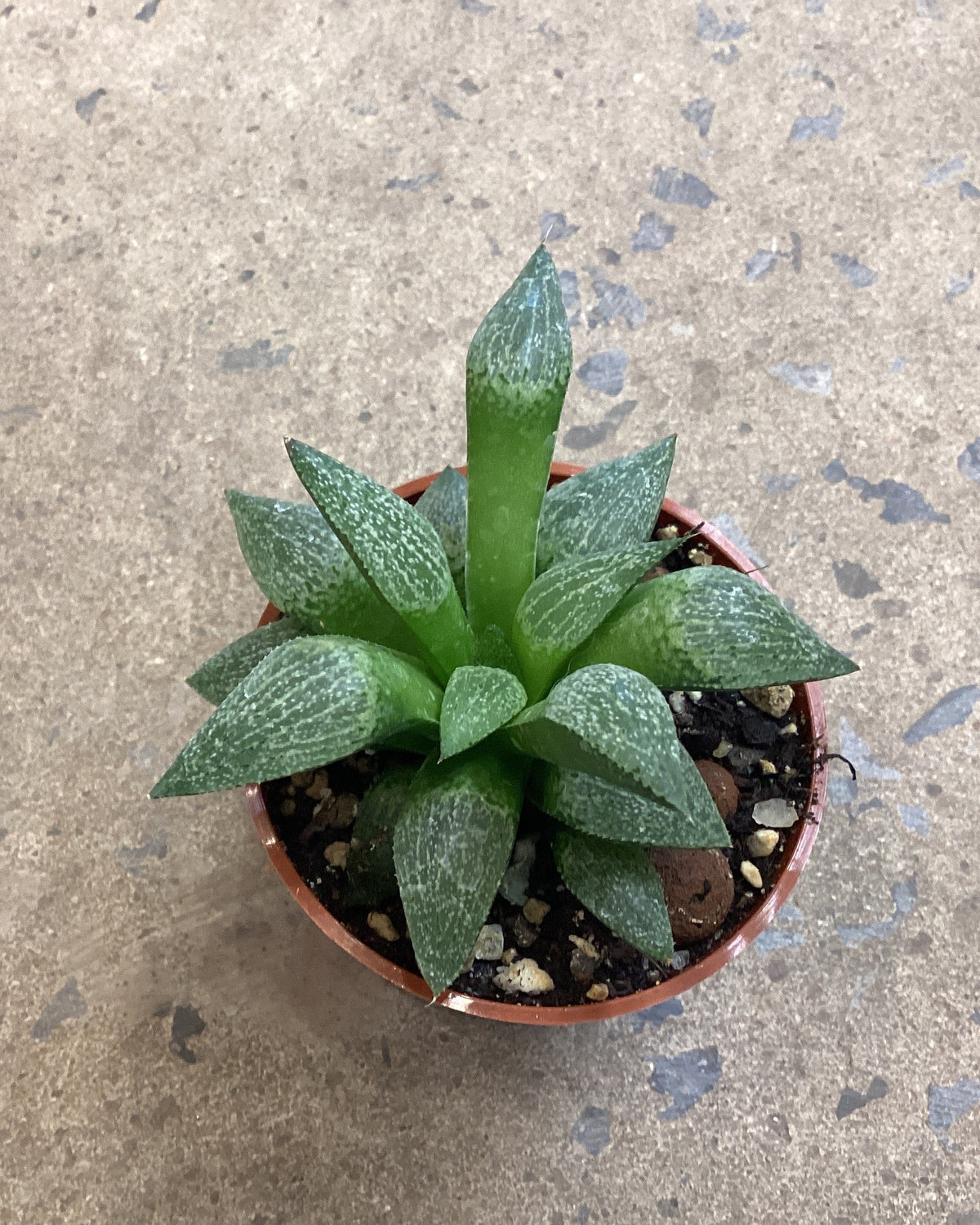 Haworthia picta Orange Blast