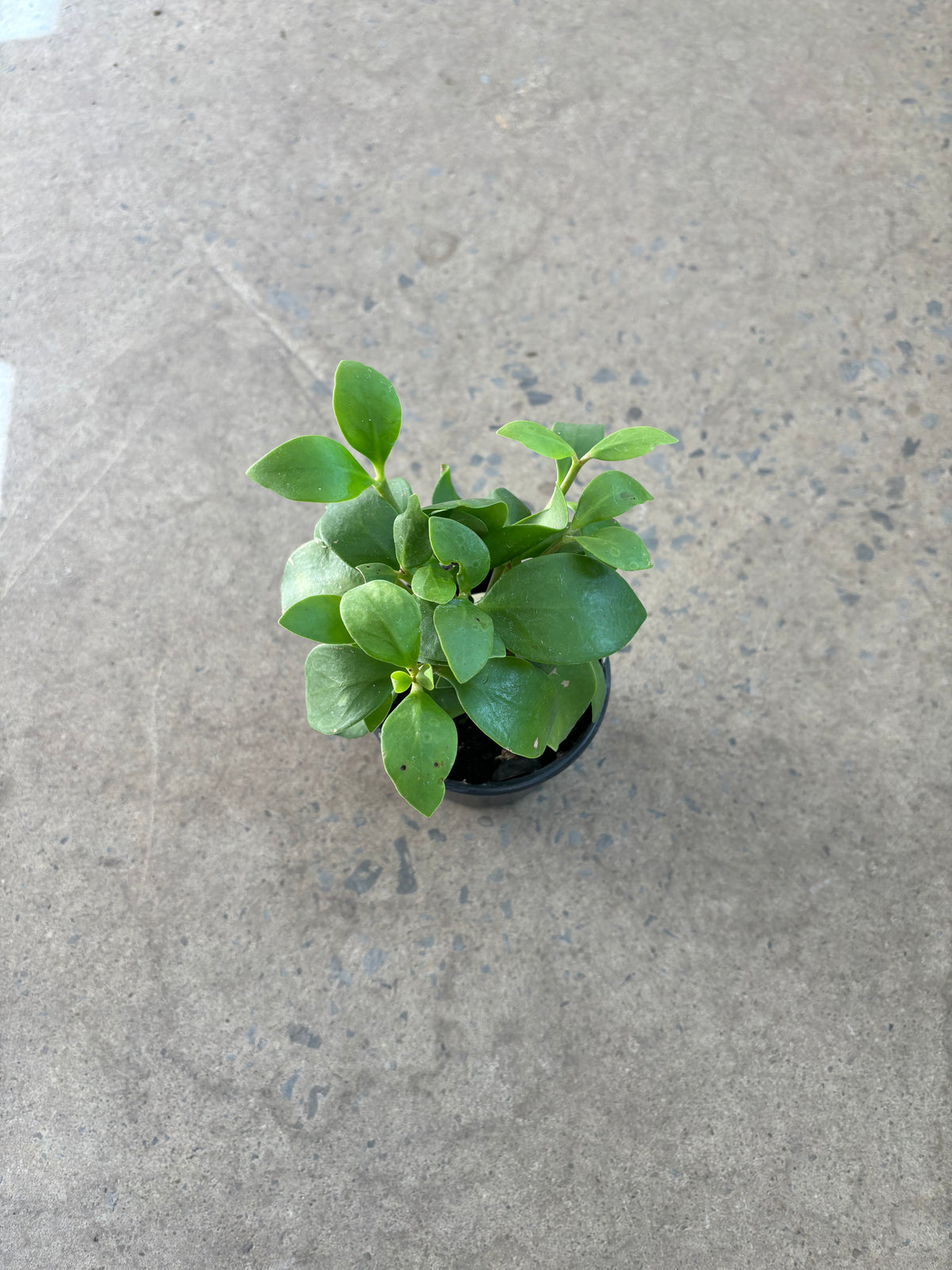 Hydnophytum