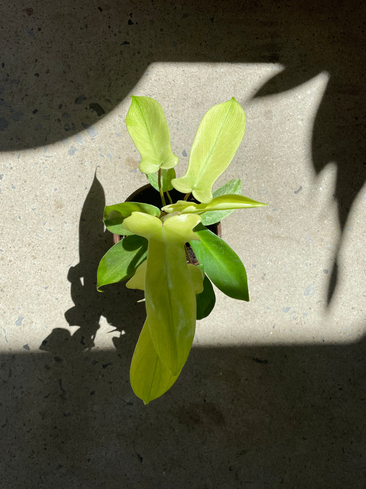Philodendron « Florida Ghost »