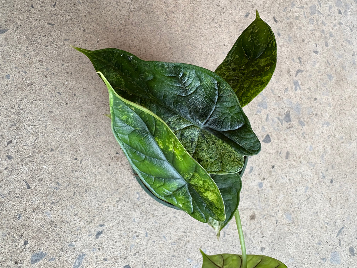 Alocasia « Dragon Scale »