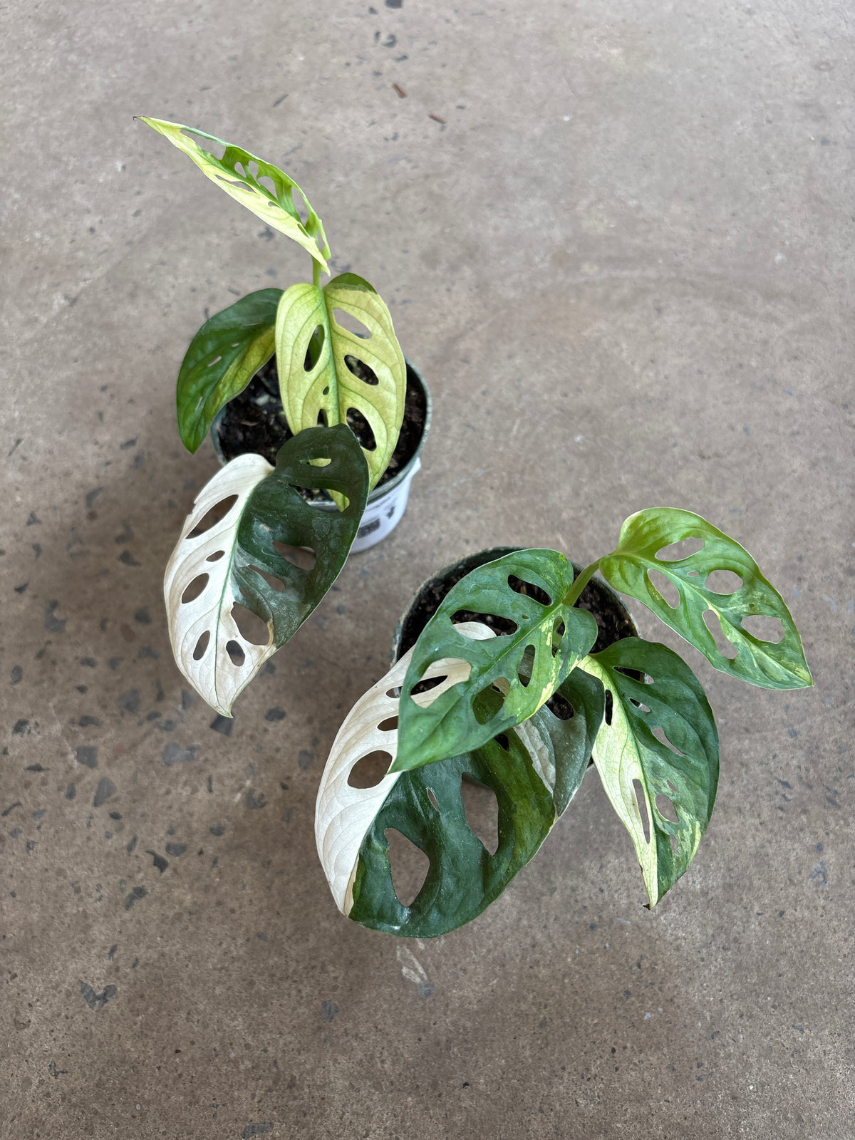 Monstera Adansonii Variegata