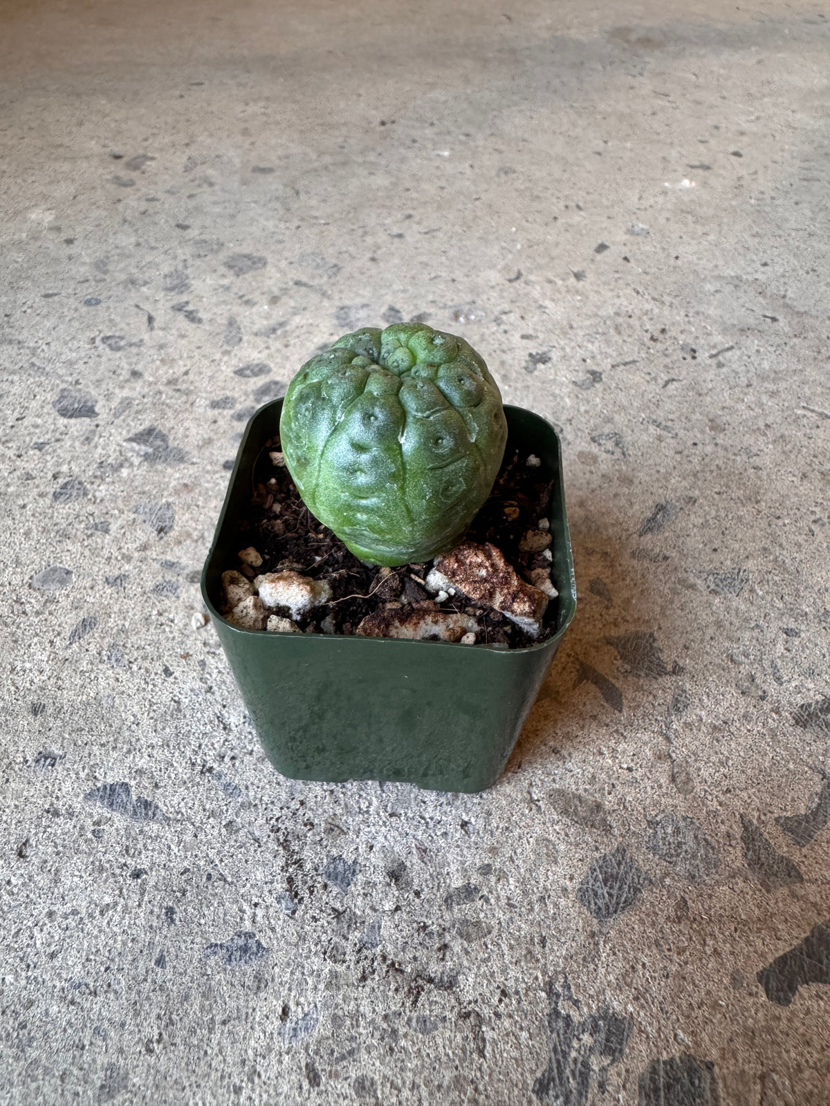 Larryleachia cactiformis cristata