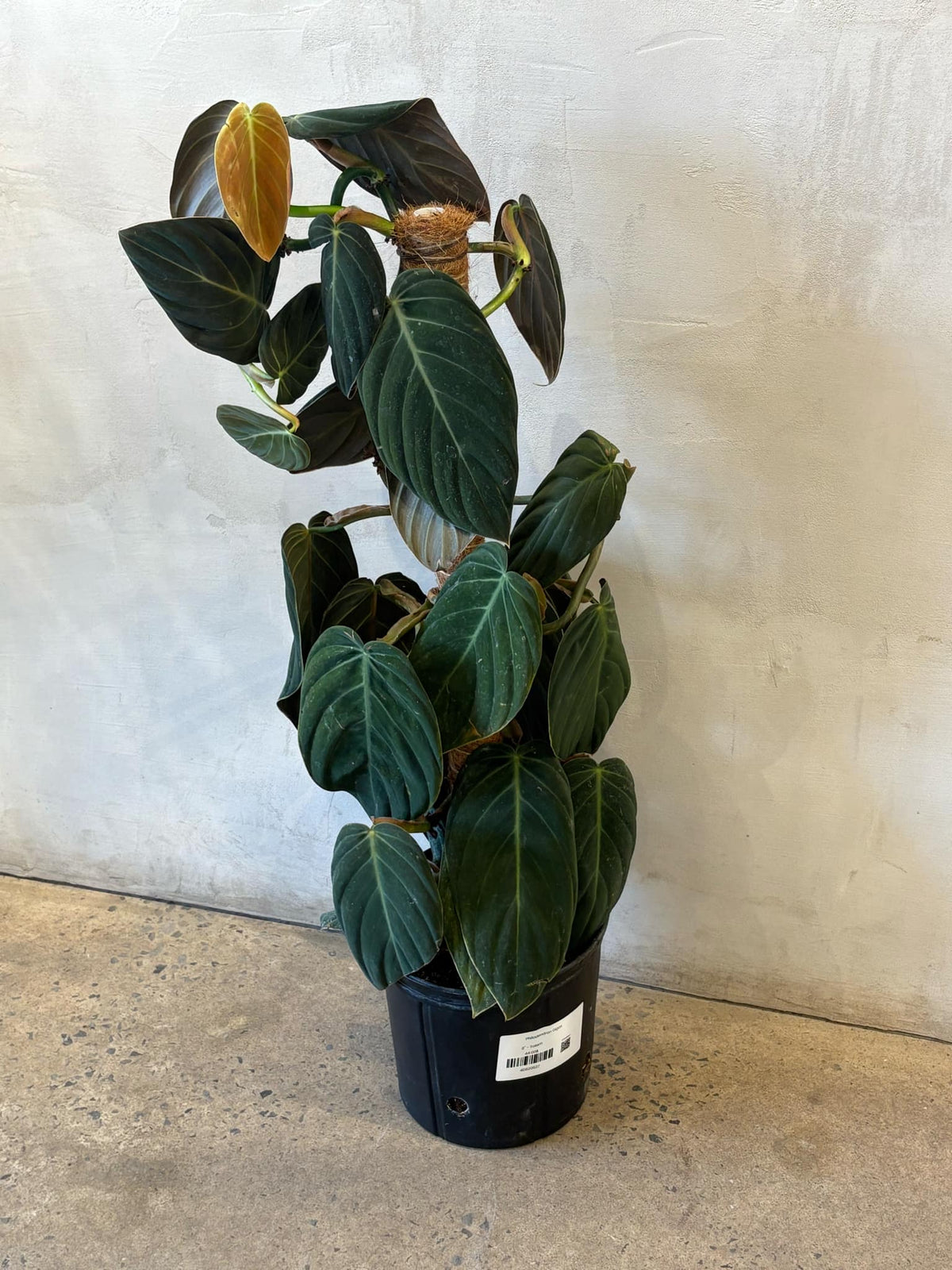 Philodendron Gigas