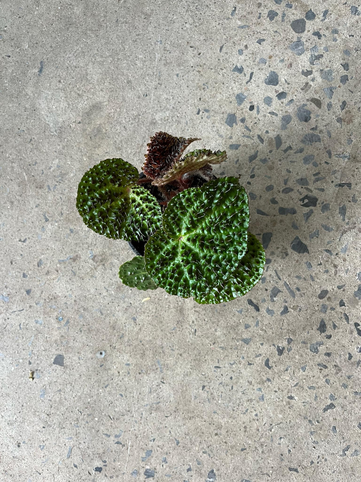 Begonia Ferox