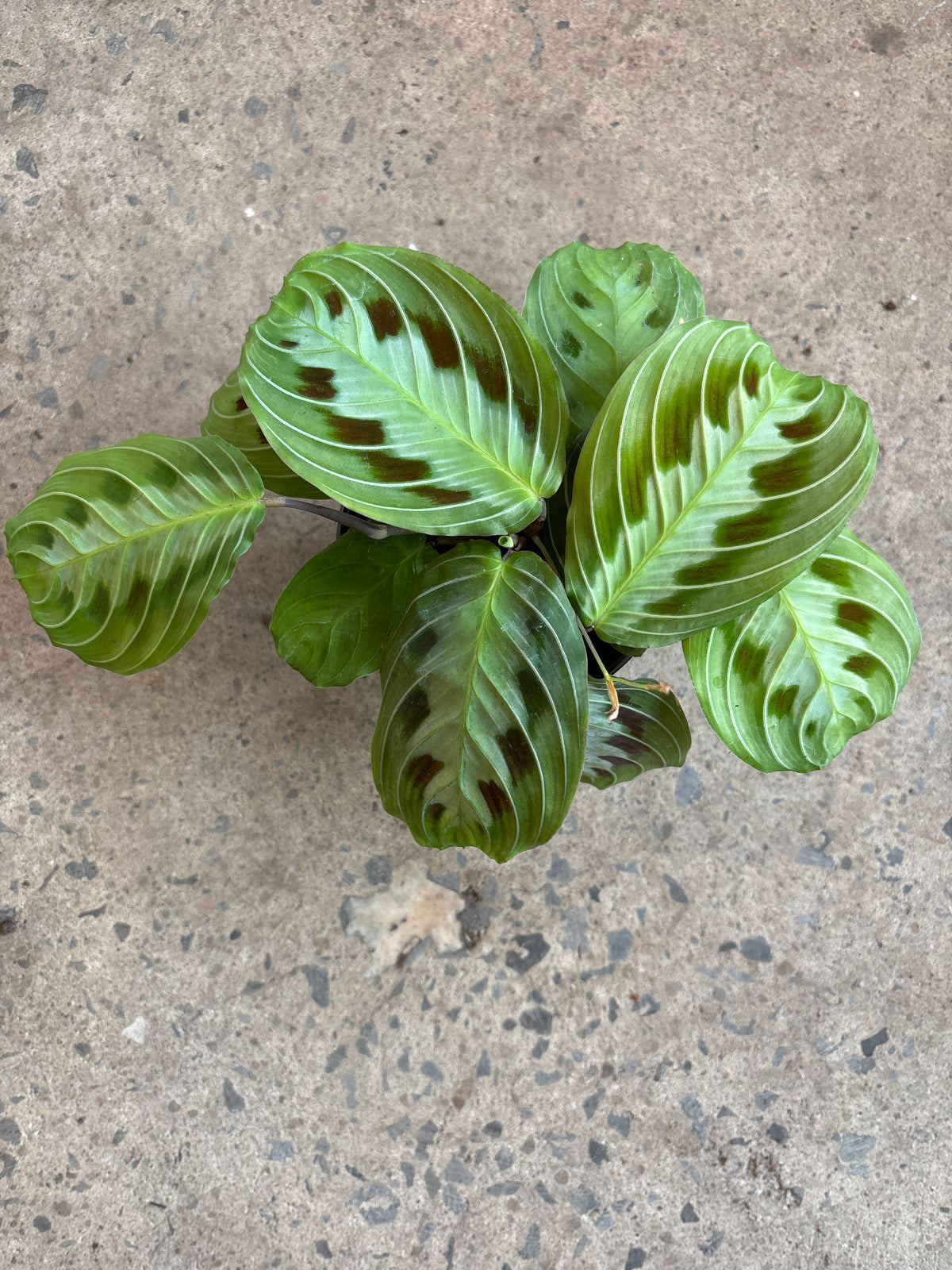 Maranta Massangana "Black''