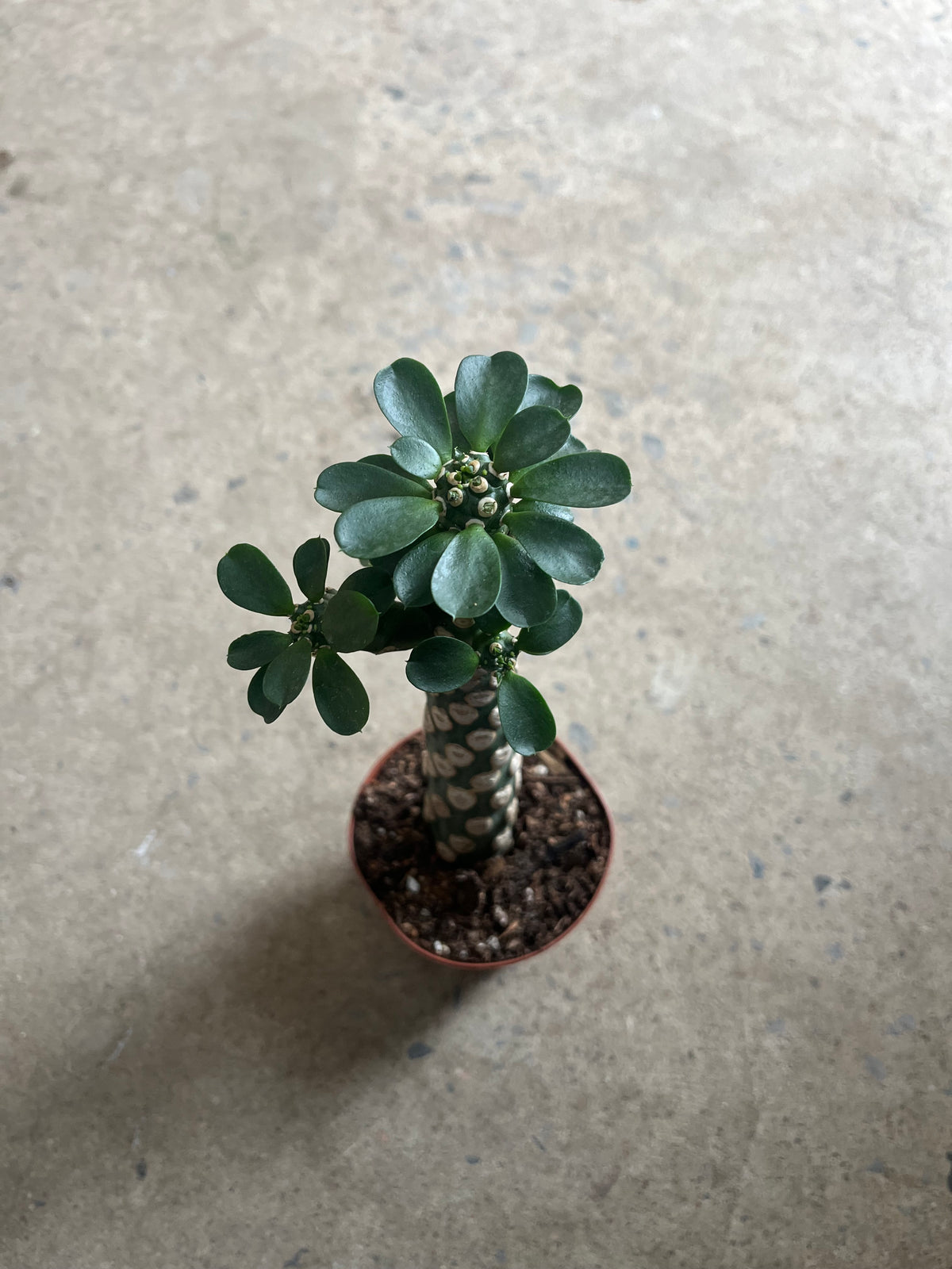 Euphorbia Royleana Boiss
