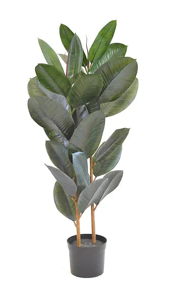 Ficus Burgundy