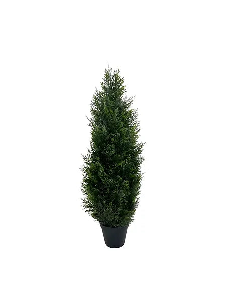 Cèdre Arbre