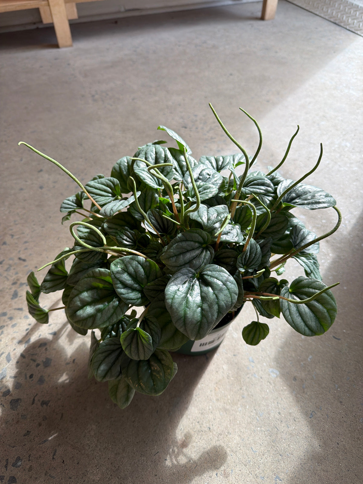 Peperomia caperata « Frost »