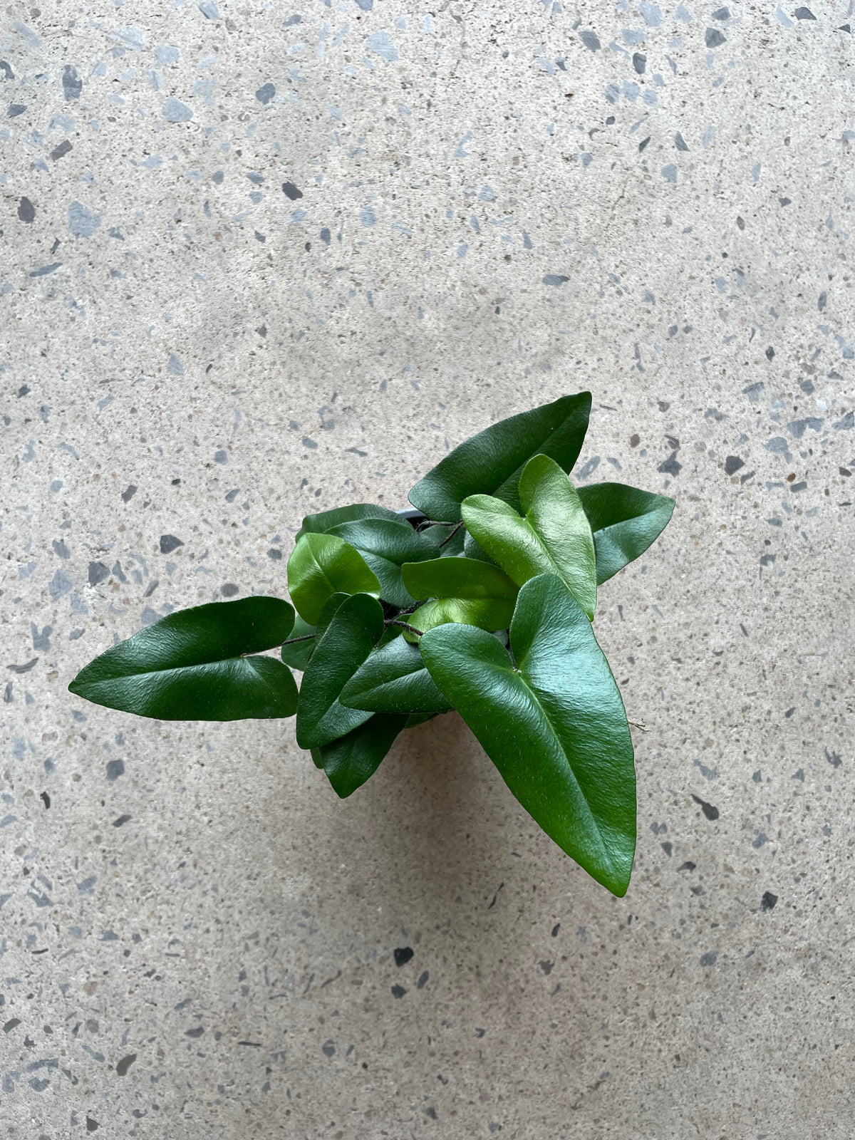 Fougère coeur - Hemionitis arifolia