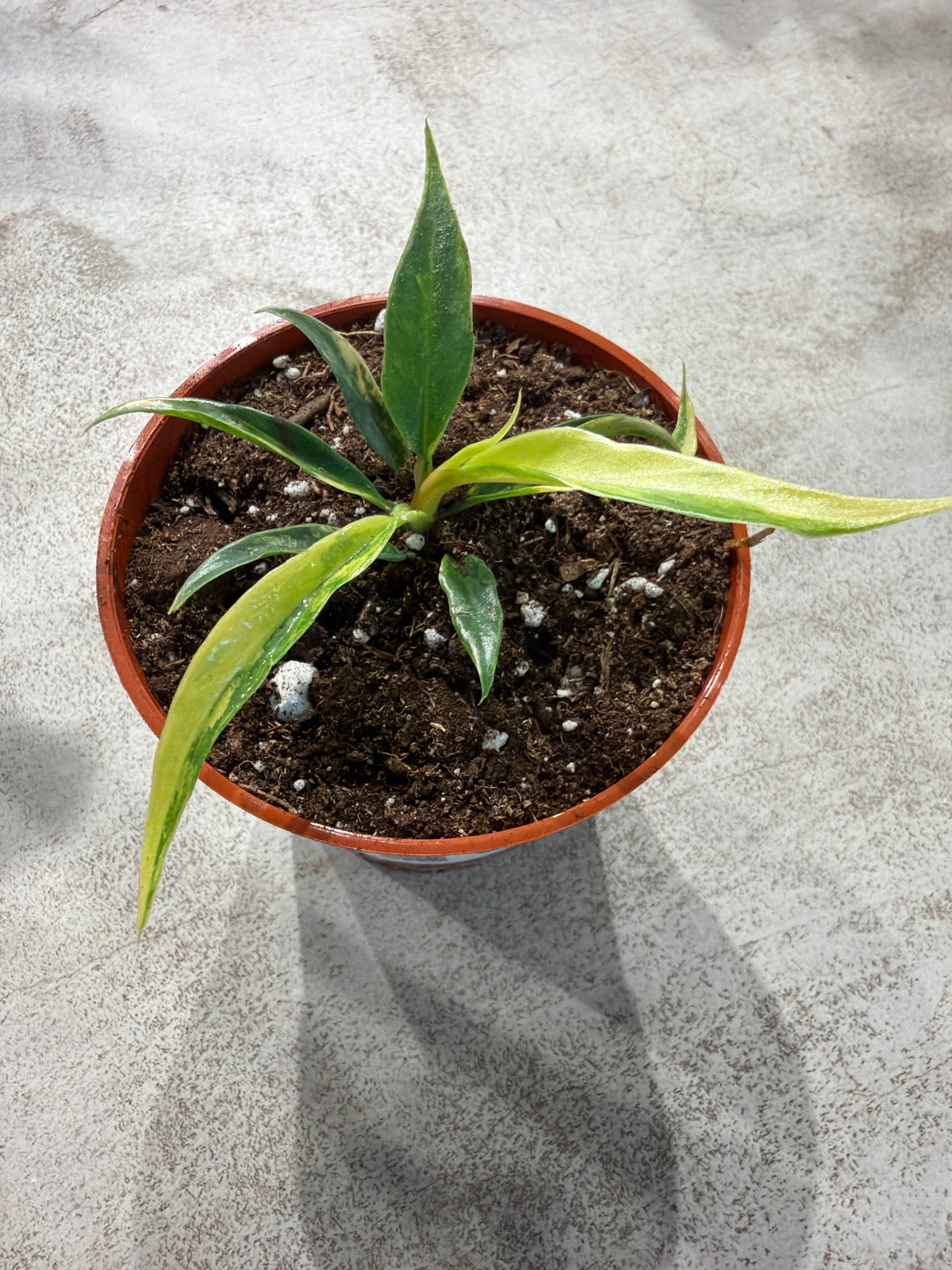 Philodendron tortum « Aurea Variegata »