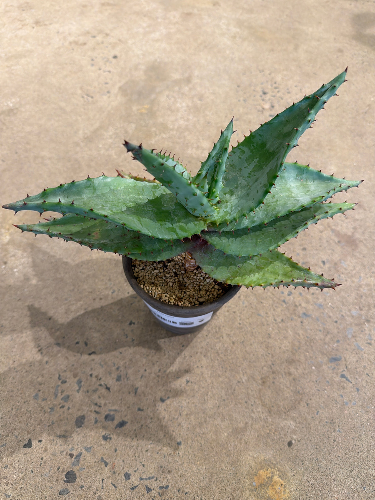 Aloe ferox