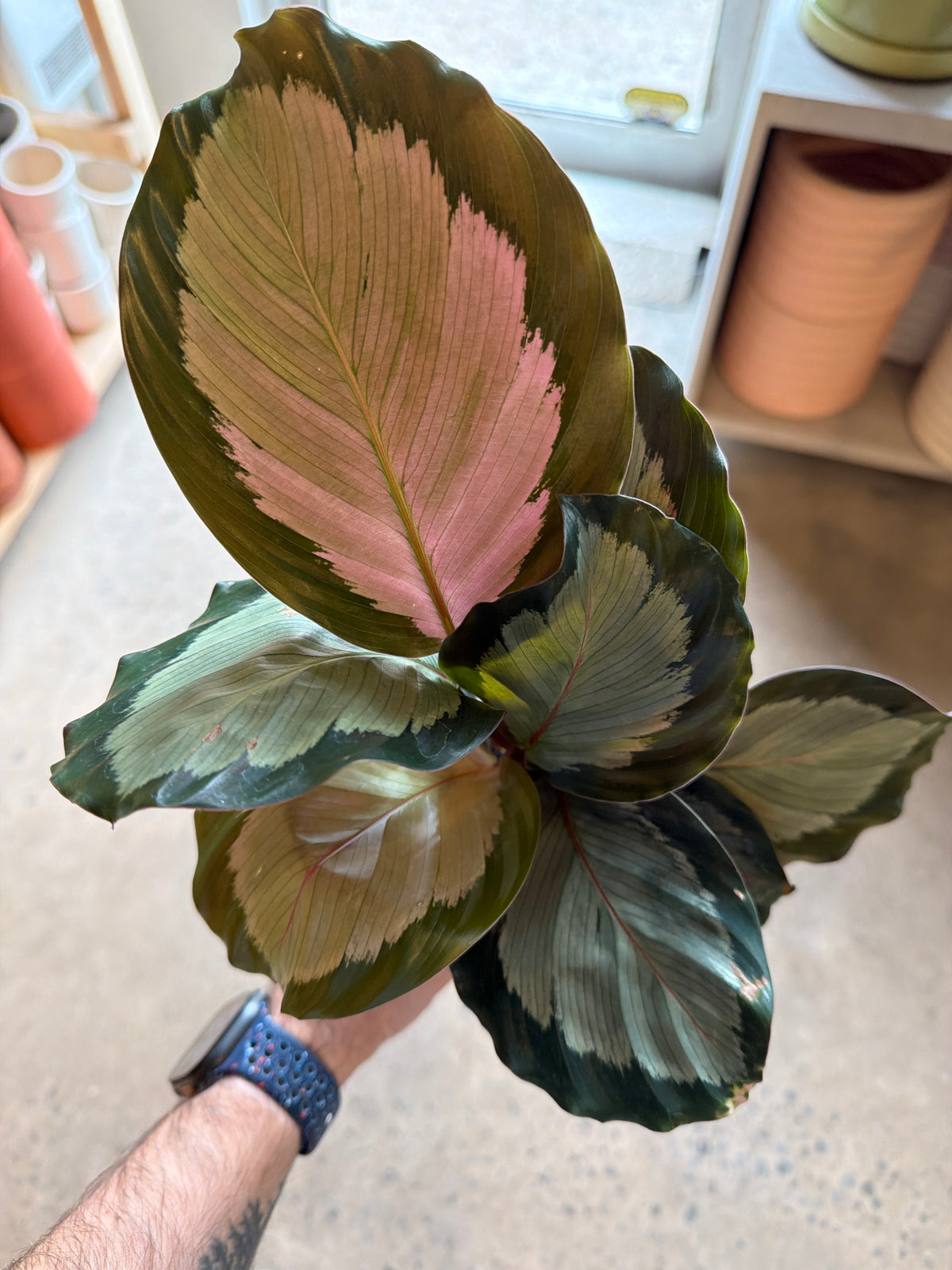 Calathea roseopicta « Northern Lights »