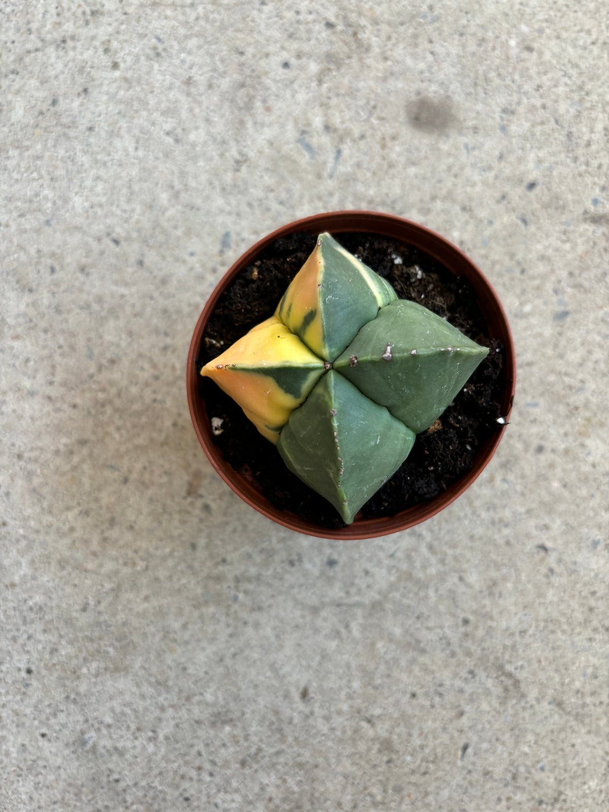 Astrophytum Myriostigma Variegata