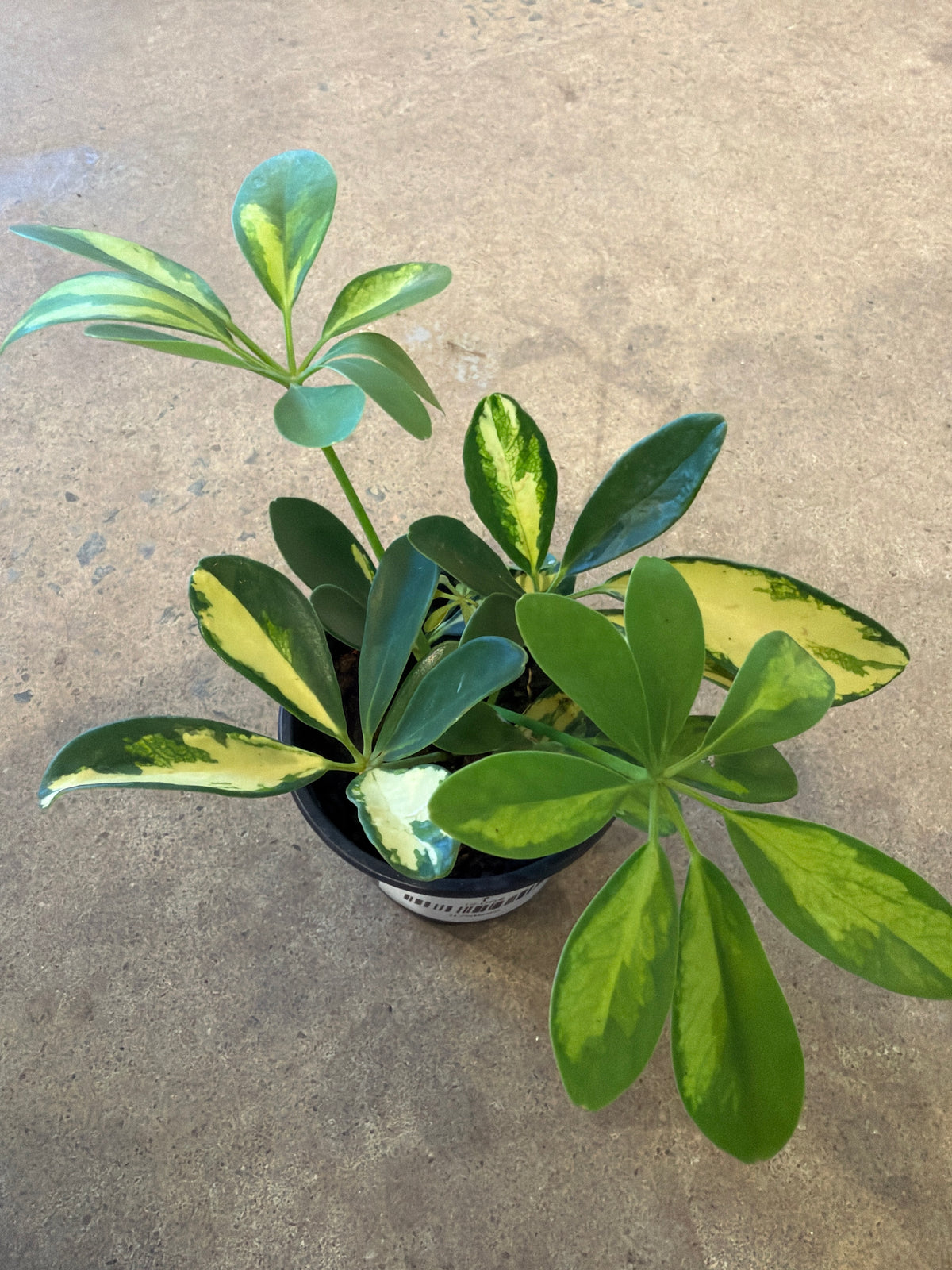 Schefflera arboricola « Gold Capella »