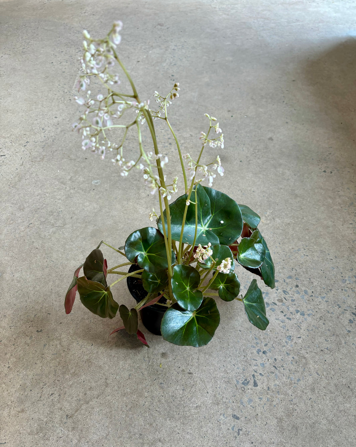 Begonia Beefsteak