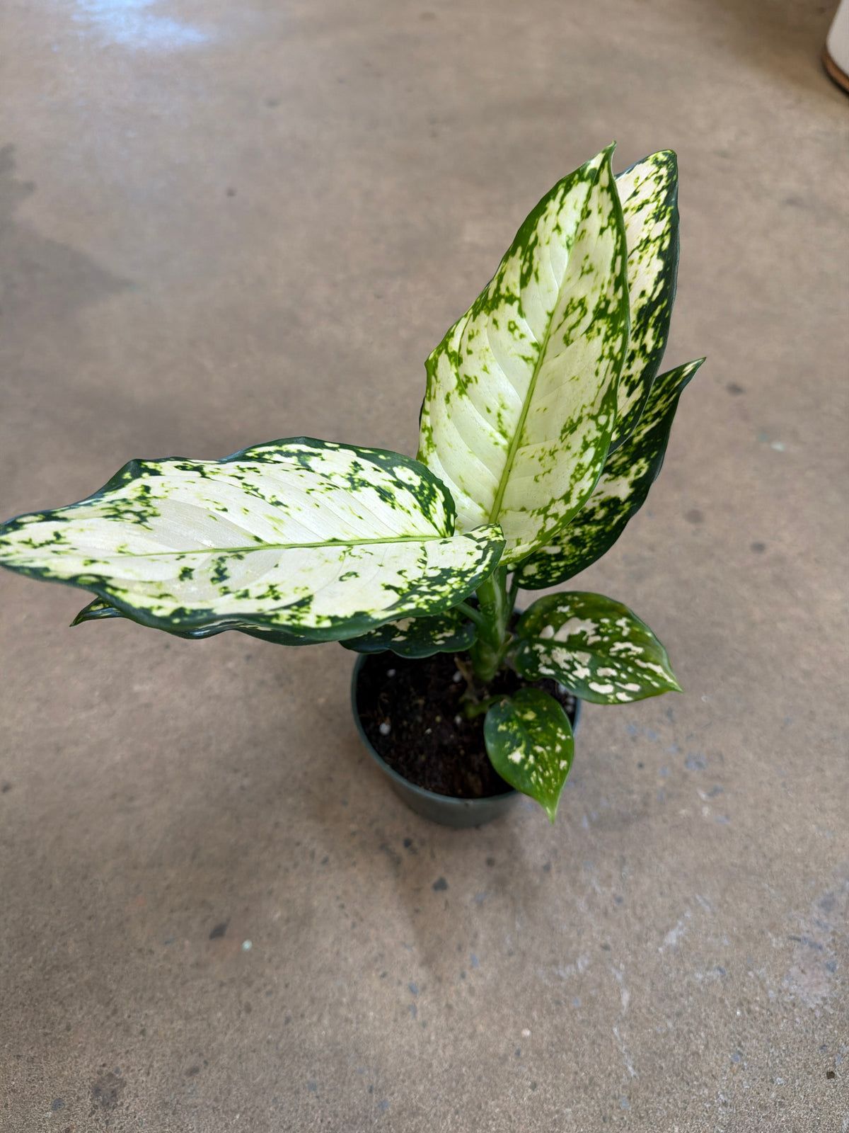 Aglaonema «Thaï Snowflake»