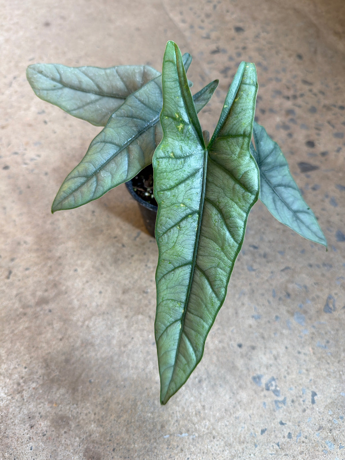 Alocasia heterophylla « Metallic Blue »