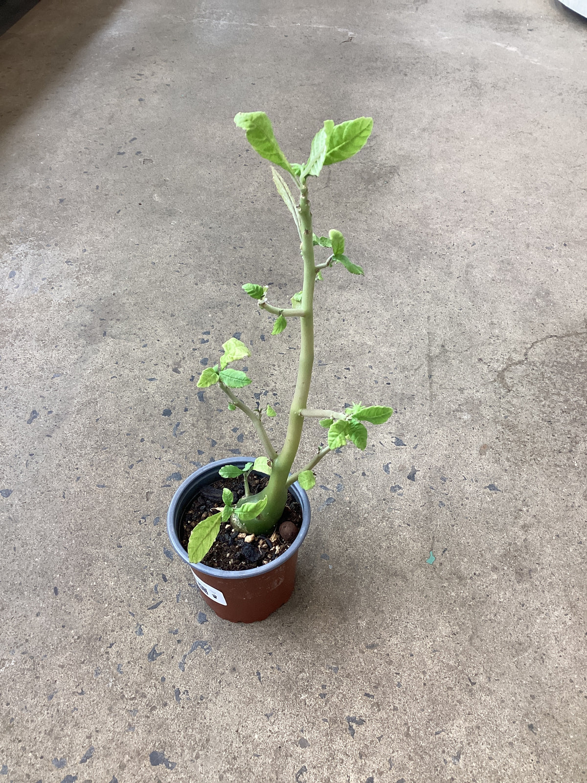 Dorstenia hildebrandtii