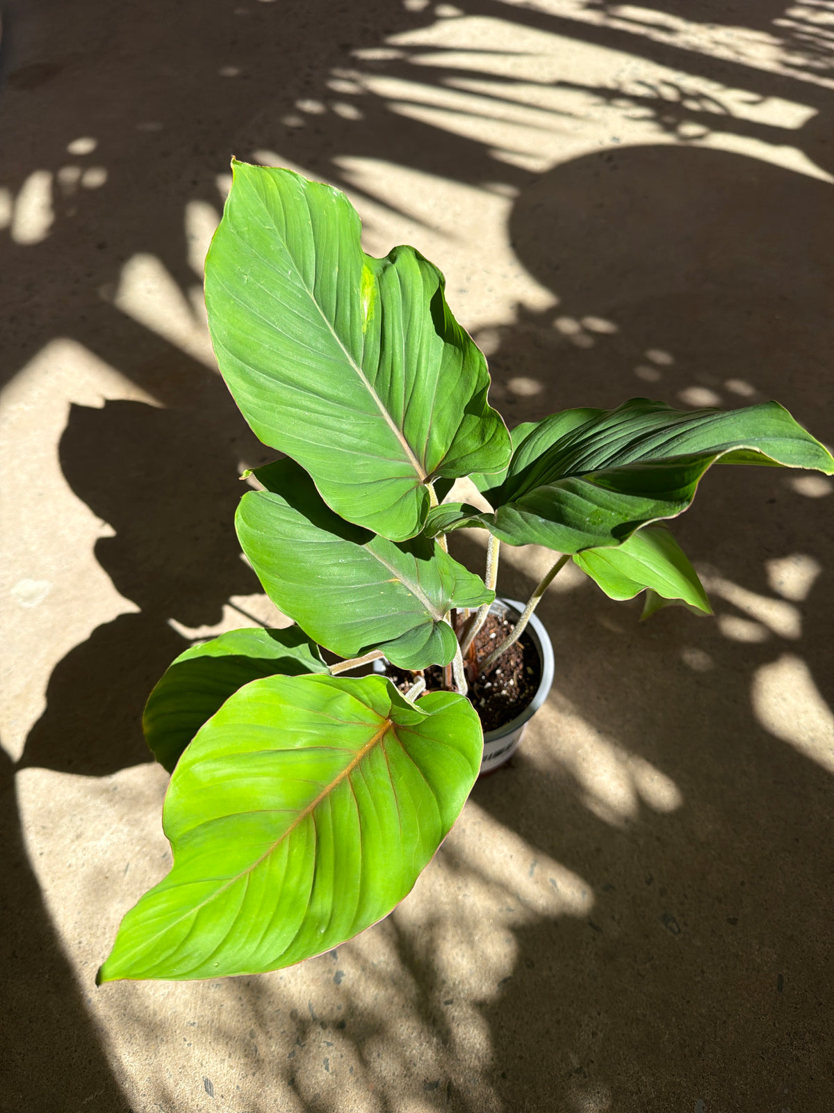 Adelonema « Red Velvet »