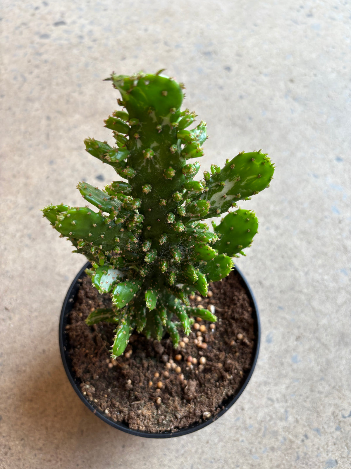 Opuntia Monacantha monstruosus variegata