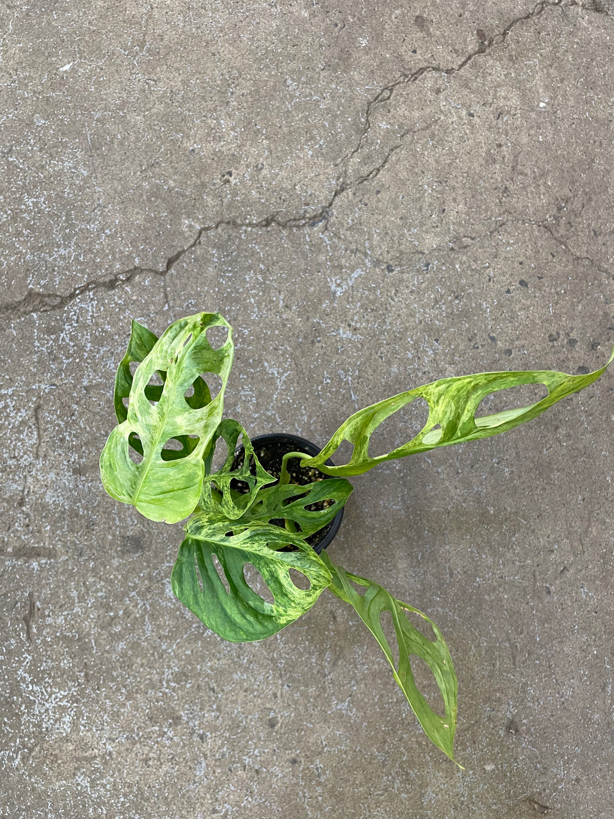 Monstera Adansonii Indo Mint