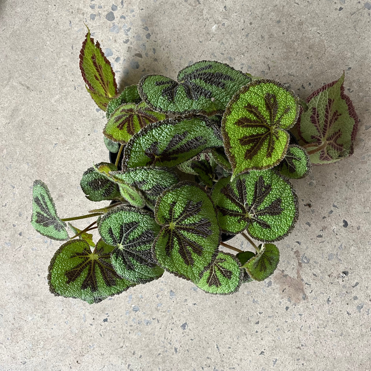 Begonia « Iron cross »