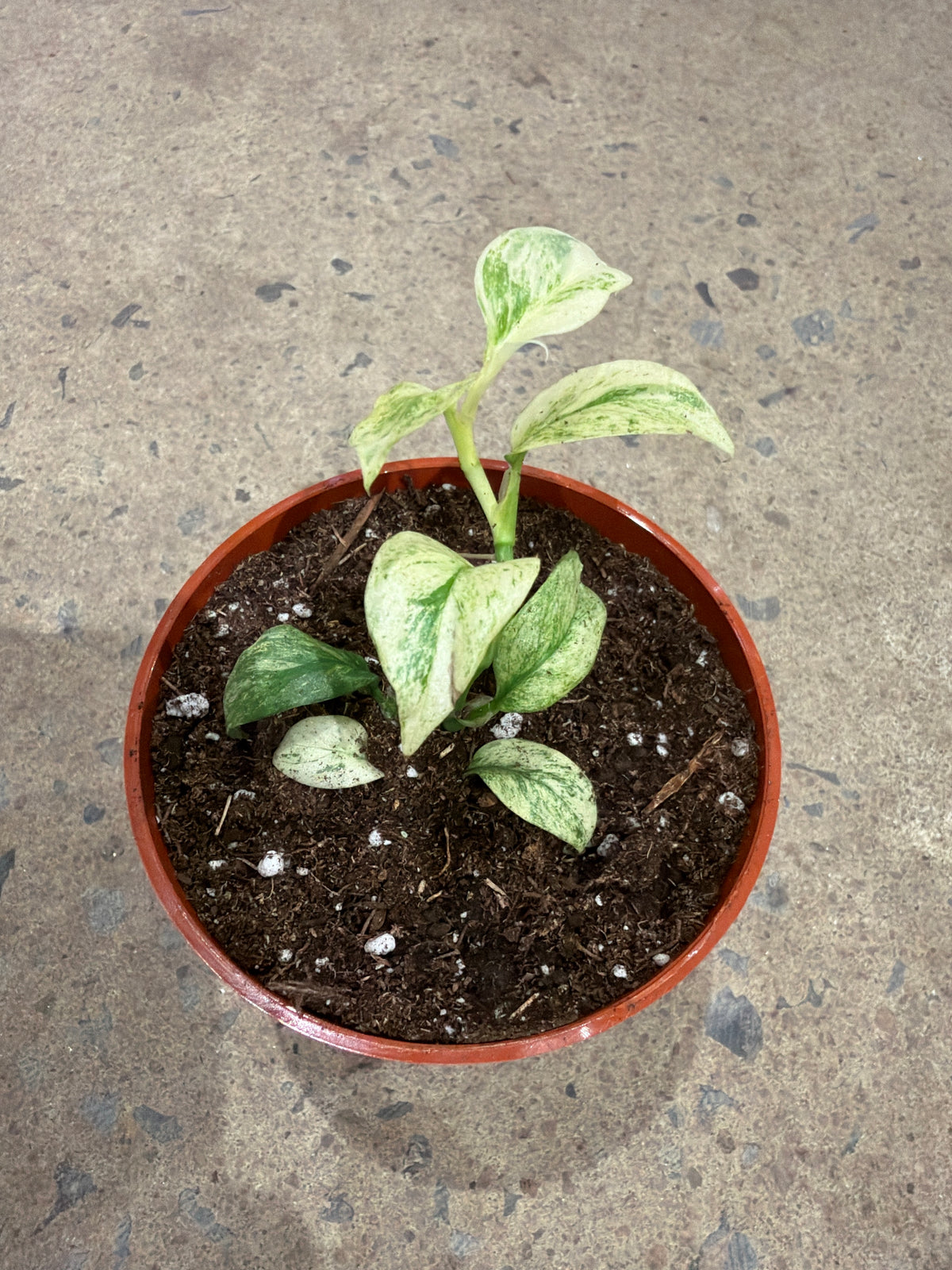 Rhaphidophora puberula « Variegata »
