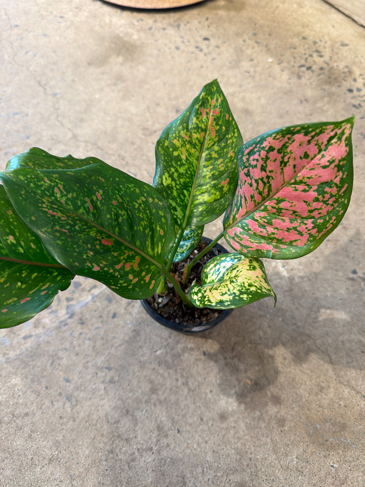 Aglaonema « Ruby Ray »