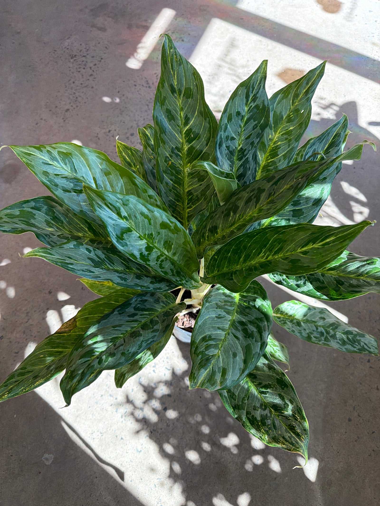 Aglaonema « Pavo Real »