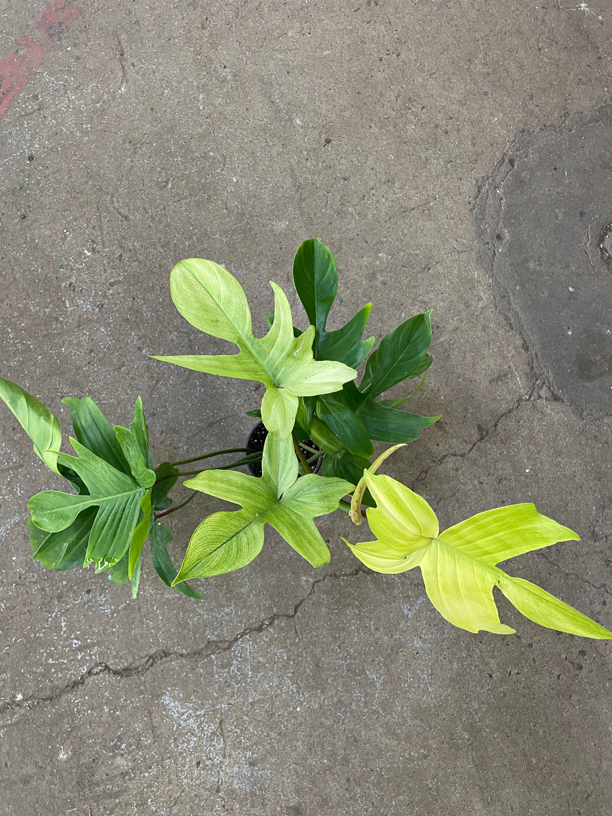 Philodendron « Florida Ghost »