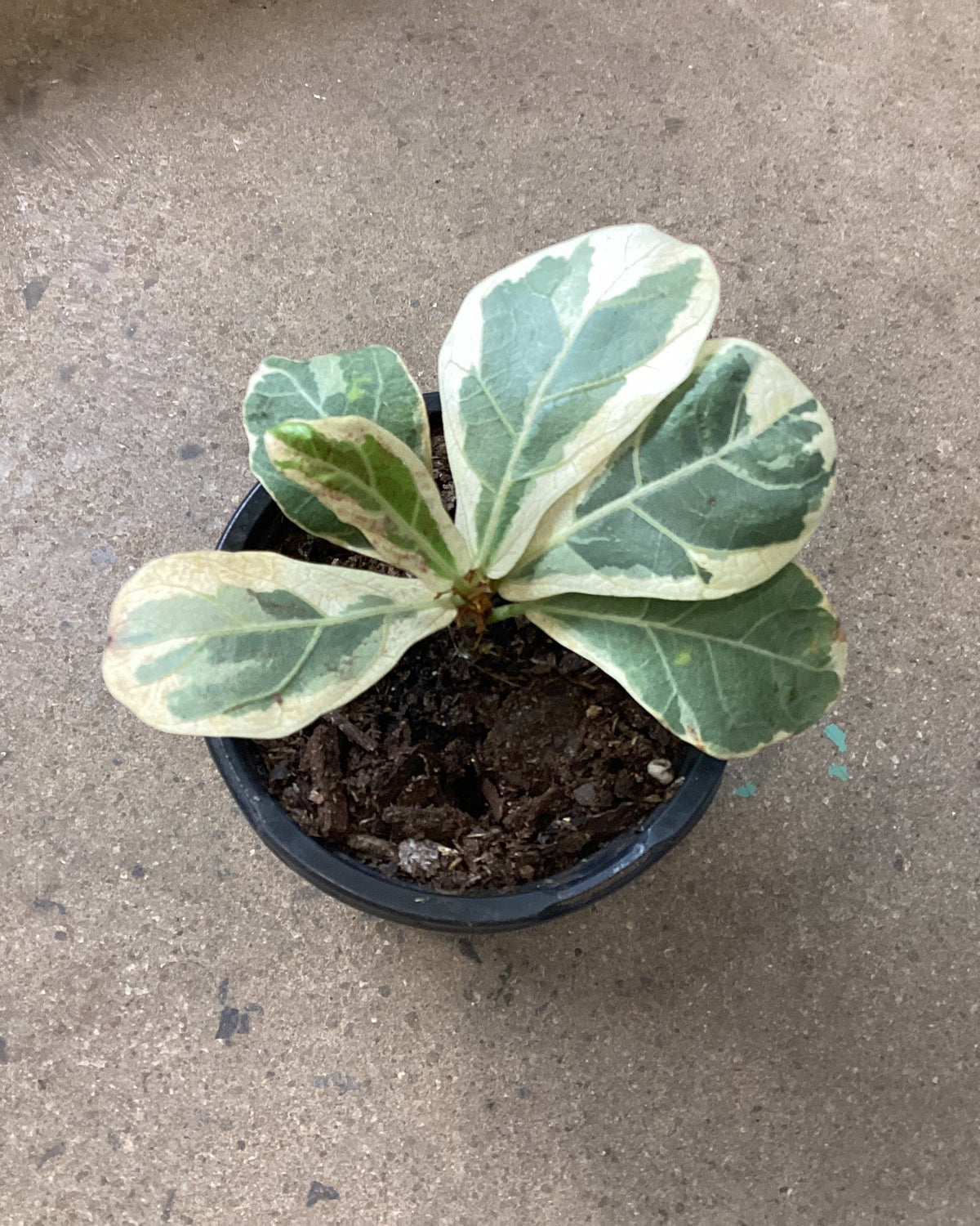 Ficus lyrata Variegata