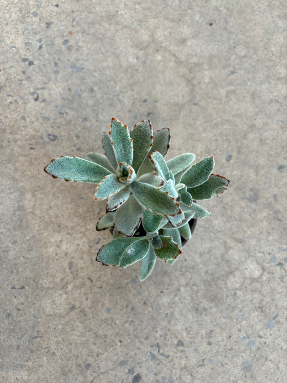 Kalanchoe Tomentosa