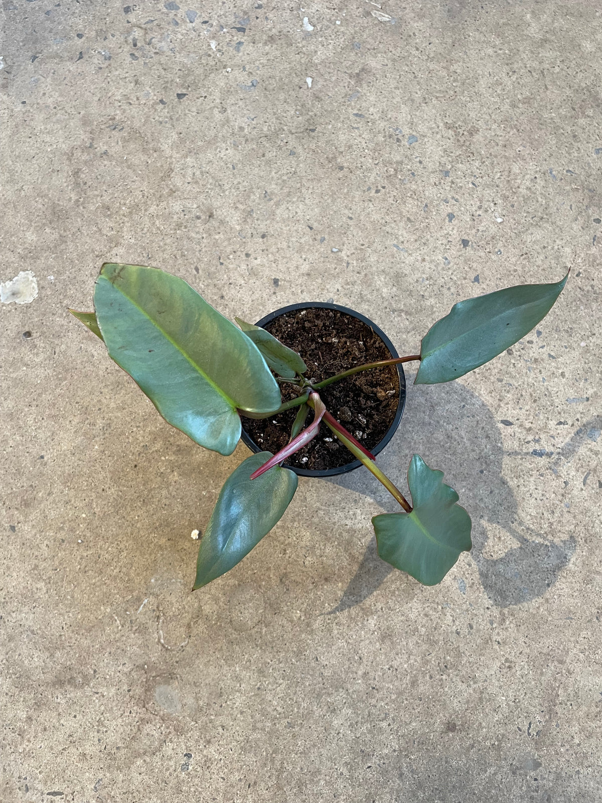 Philodendron atabapoense