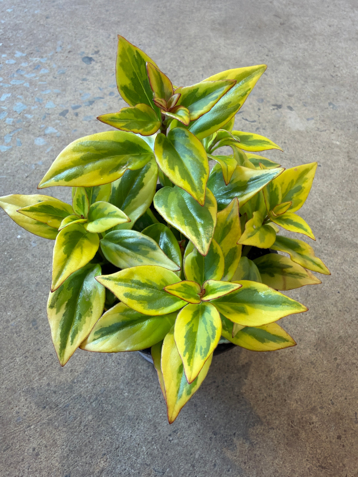 Nematanthus « Gold Aura »