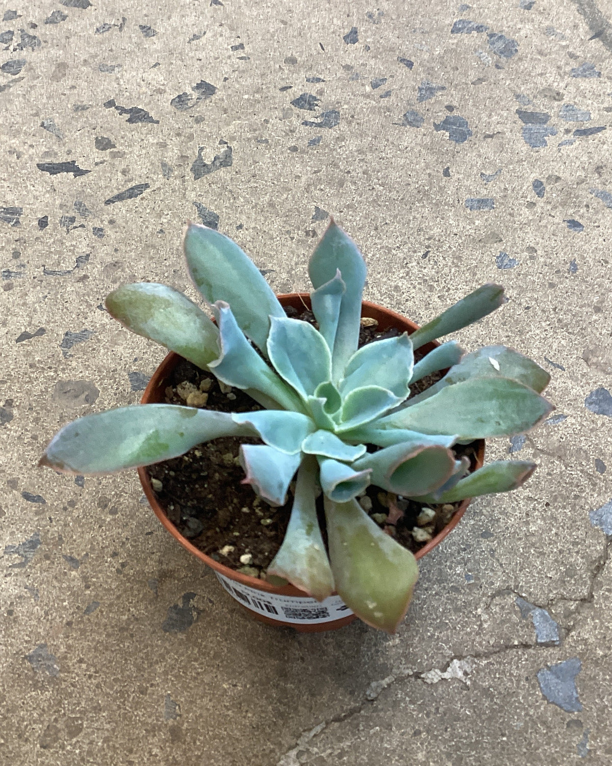 Echeveria Pink Trumpet