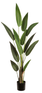 Strelitzia Reginae