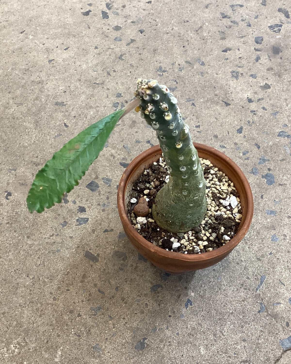 Dorstenia lavrani