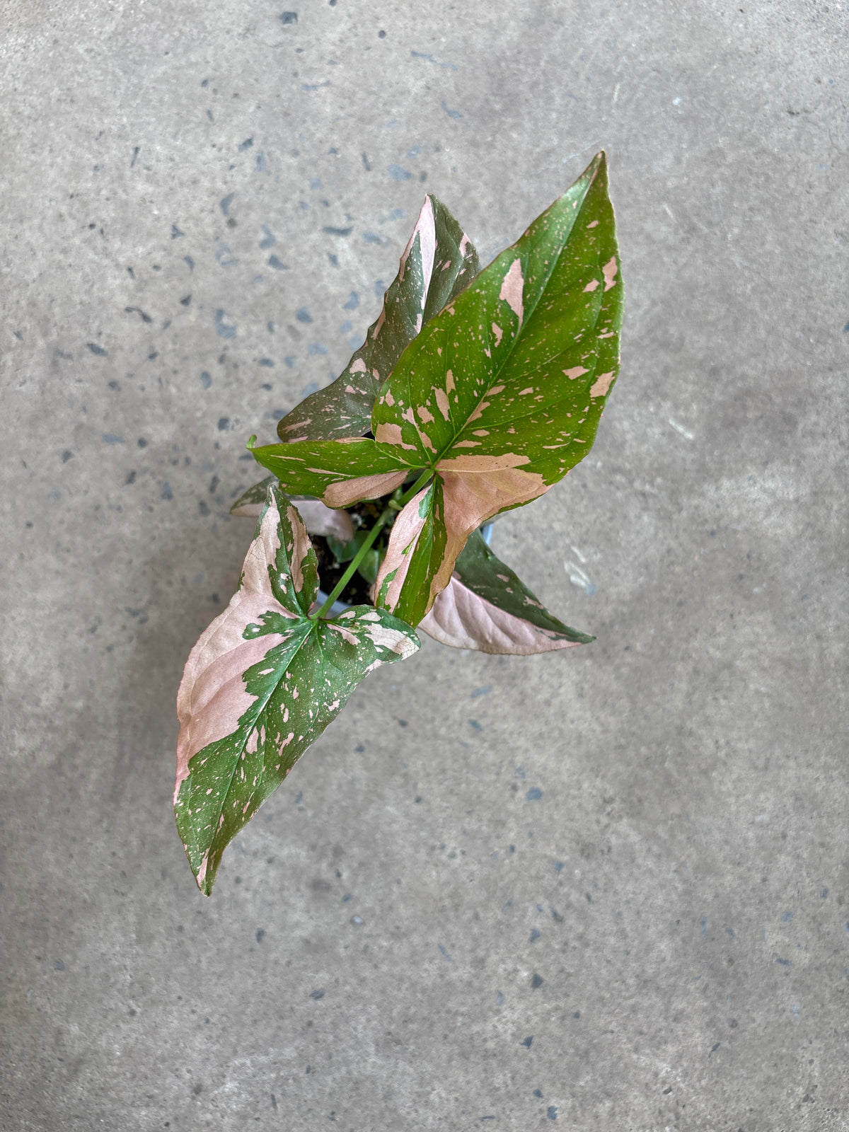 Syngonium podophyllum « Pink Splash »