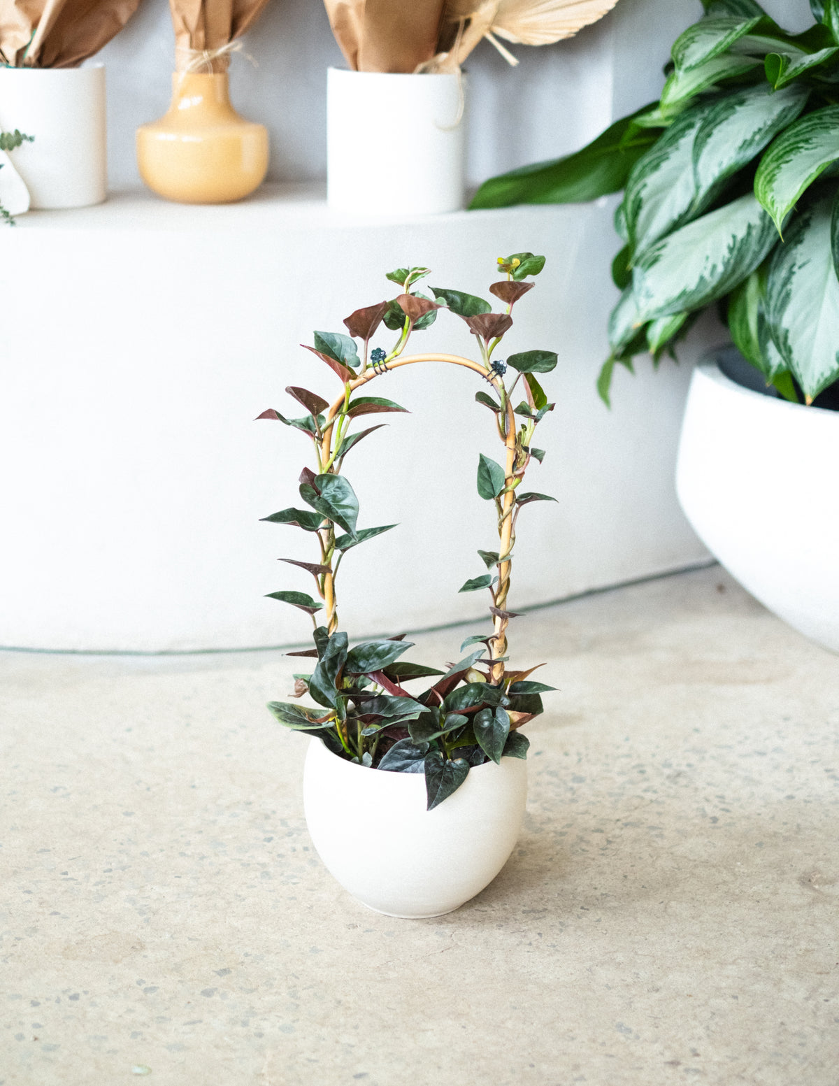 Syngonium « Red Arrow »