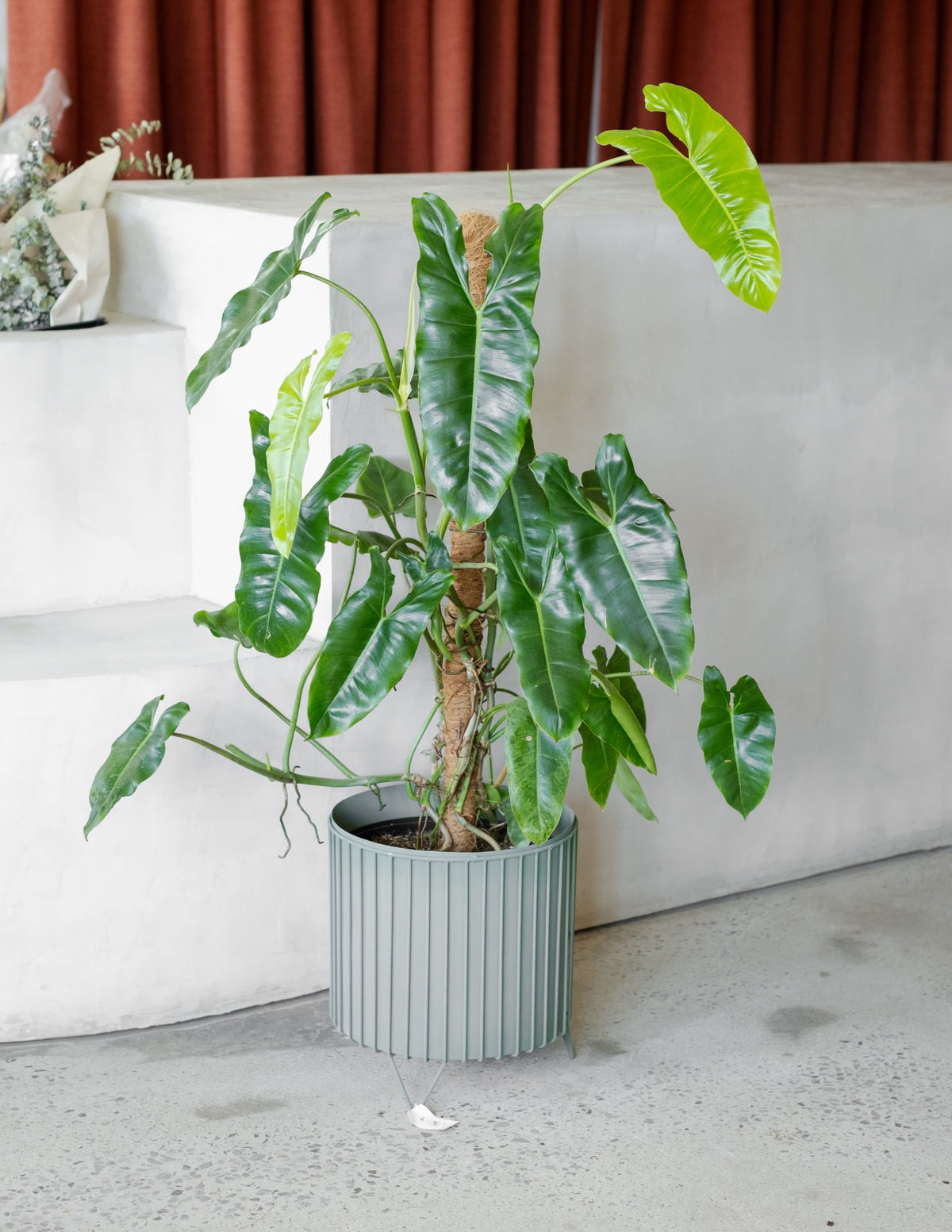 Philodendron Paraiso Verde