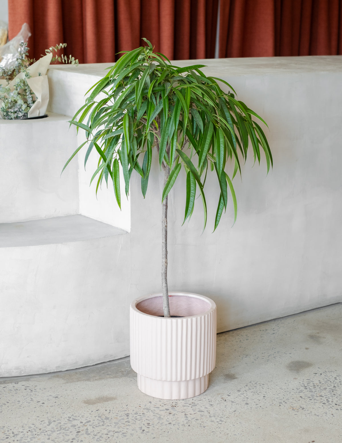 Ficus maclellandii « Allii »