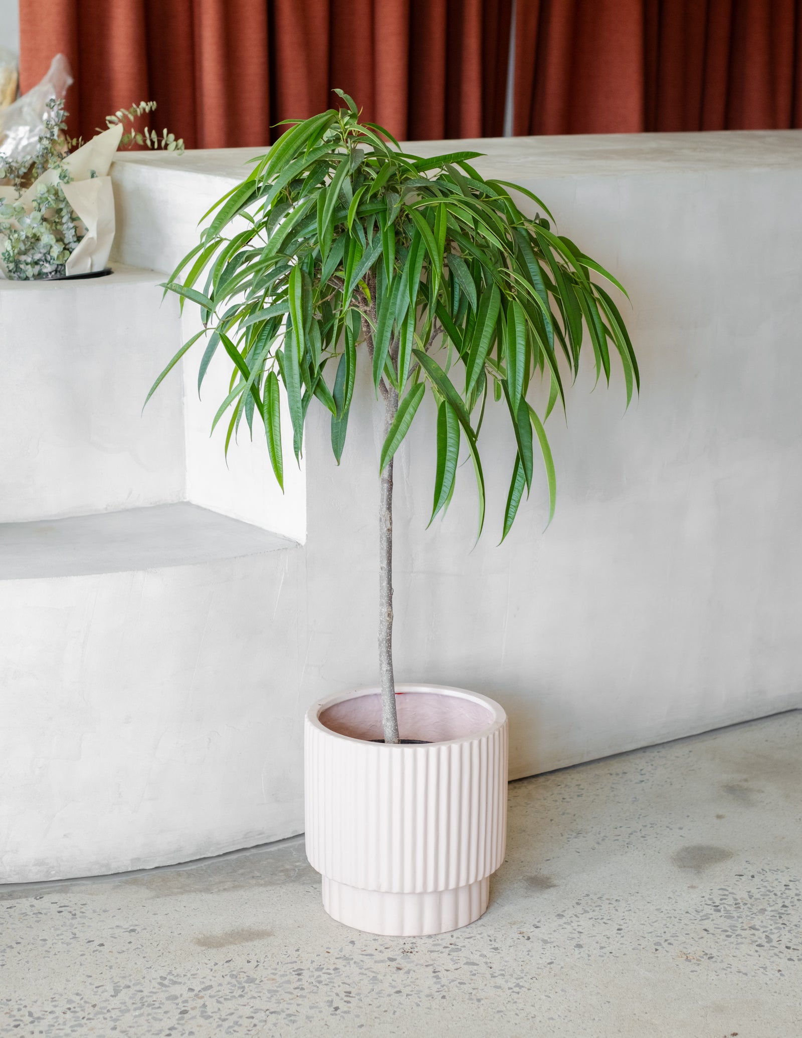 Ficus maclellandii « Allii »