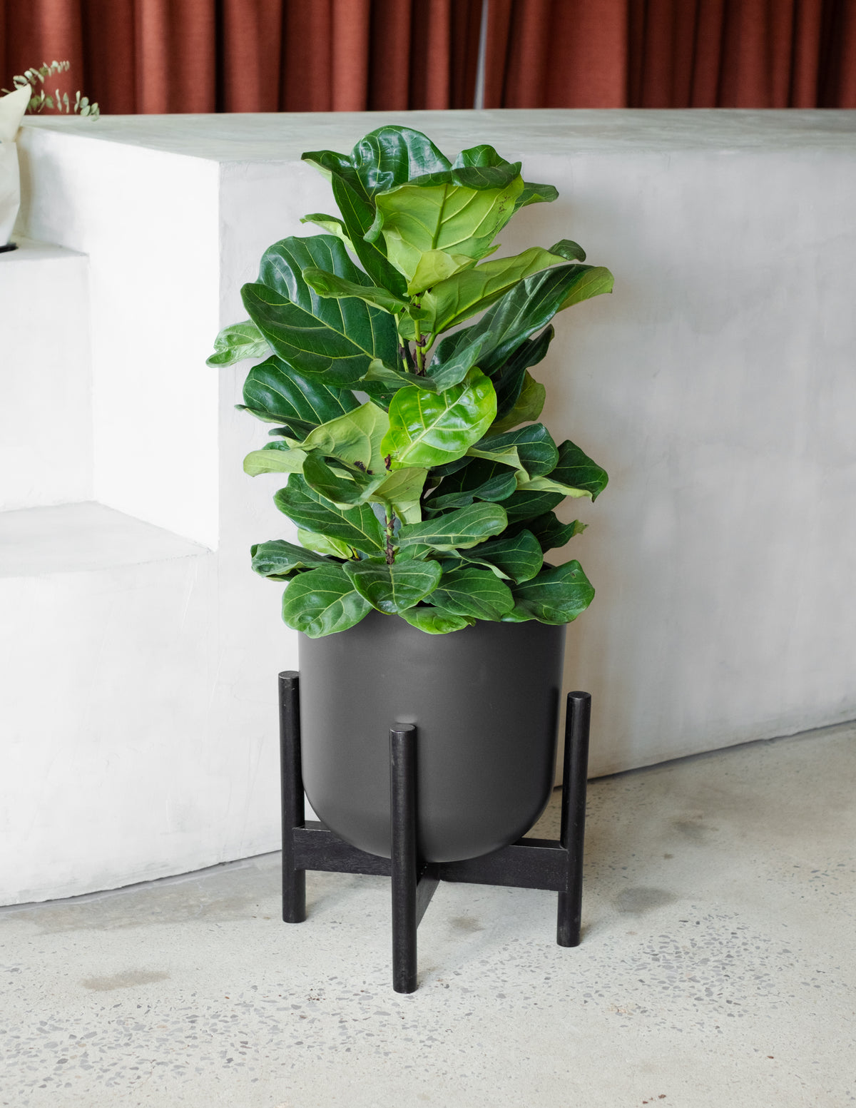 Ficus lyrata « Buisson »