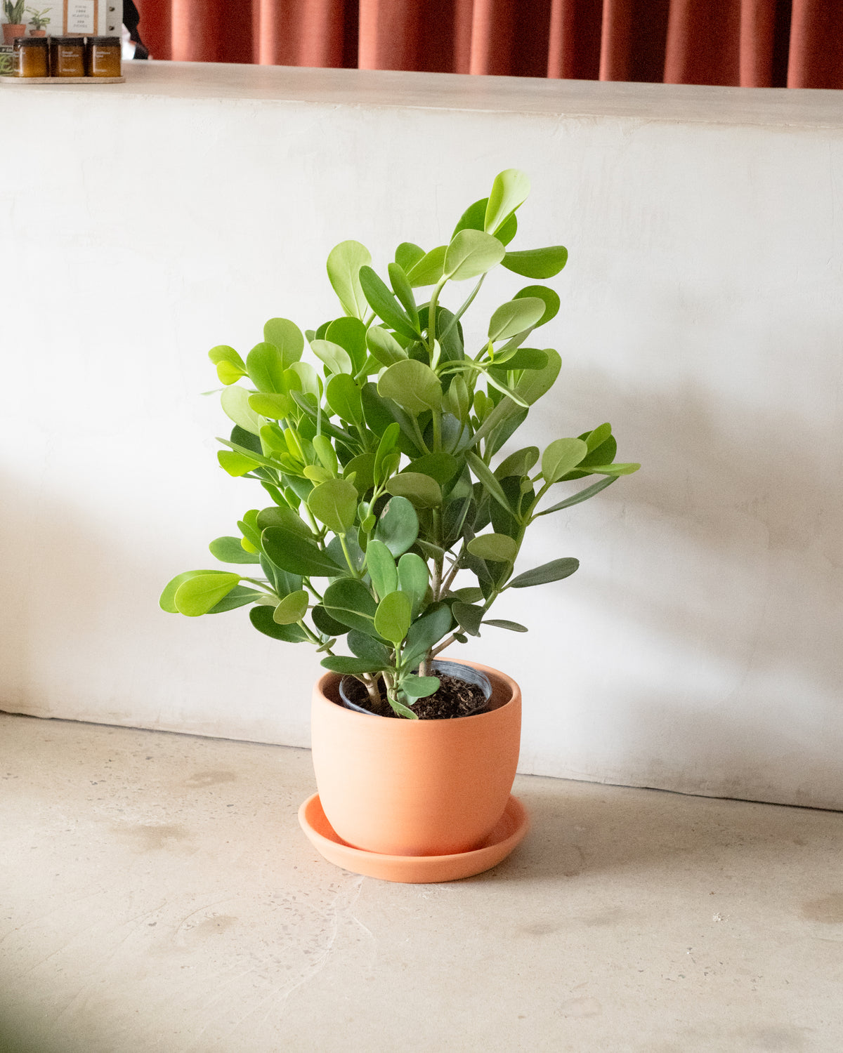 Clusia rosea « Princess »